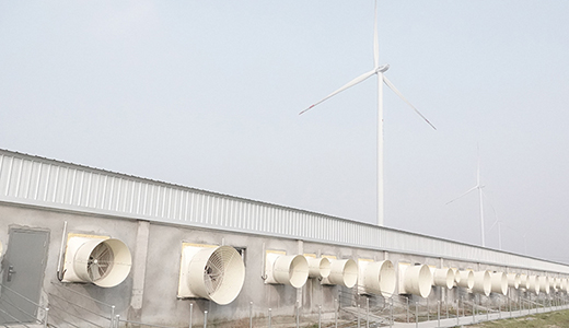 河南民权毕集6000种猪场